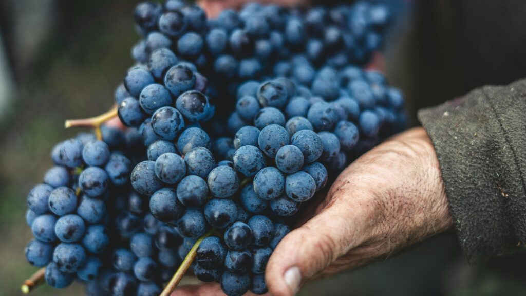 Large cluster of grapes