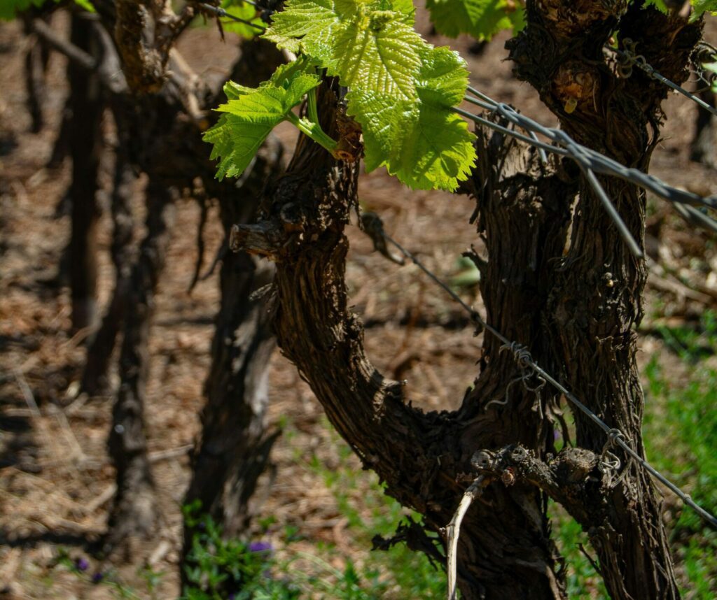 Trunk of a grapevine