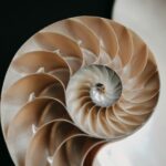 Inner divisions within a nautilus shell